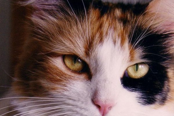Close up photo of a calico cat eyes