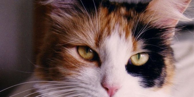 Close up photo of a calico cat eyes