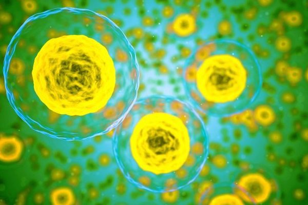Picture of human cells