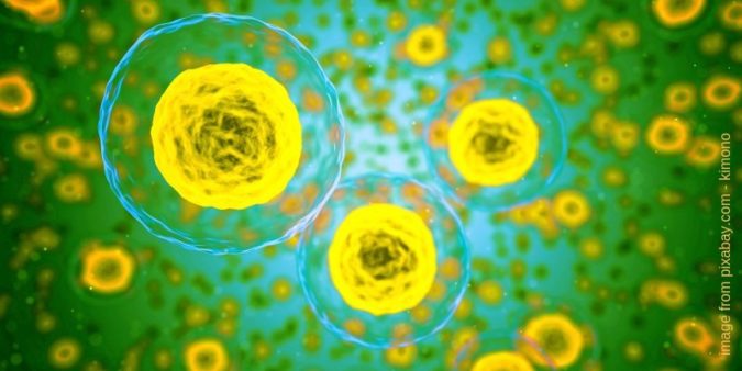 Picture of human cells