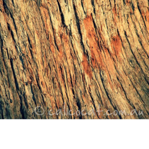 Photograph of tree bark