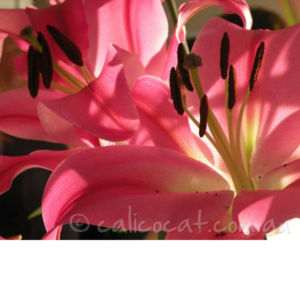 Photo of pink lillies close up