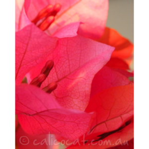 Photo of bougainvillea flowers