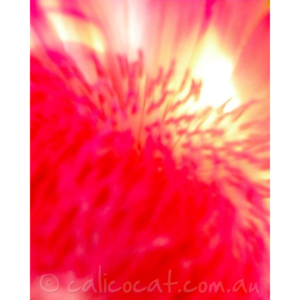 Photo of a closeup of a red flower