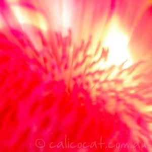 Photo of a red flower