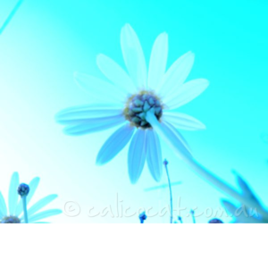 Photo of daisies in cyan