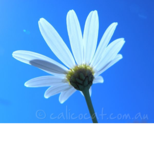 Photograph of a white daisy against a blue sky