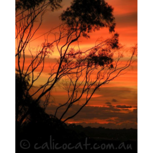 Photo of trees aginst a sunset