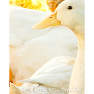 Photo of white ducks