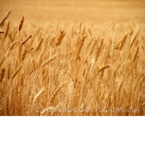 Photo of yellow wheat