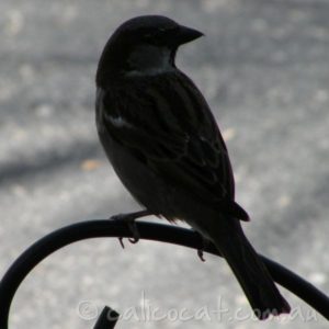 Photo of a bird sillouette on grey background