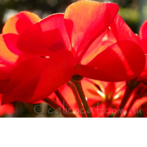 Photo of a red geranium
