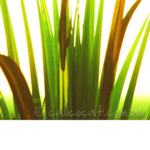 Adjusted photo of reeds