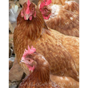 Photo of hens