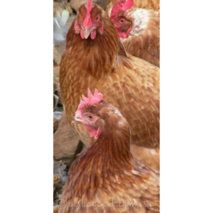 Photo of hens
