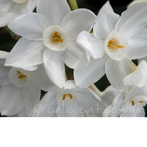 Photo of white jonquils