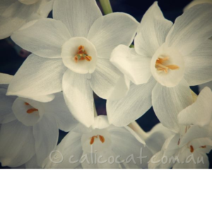 Photo of Jonquils with a retro tint