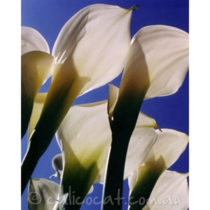 Photo of Arum Lillies against a blue sky