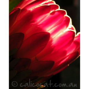 Photo of a red waratah