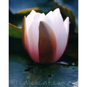 Photo of a water lily