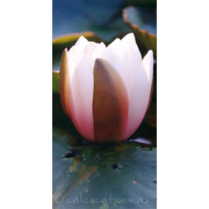 Photo of a water lilly